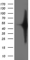 SETD7 Antibody