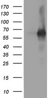 PDE1B Antibody