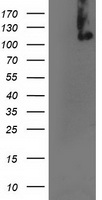XPF Antibody