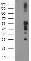 PTPN1 Antibody