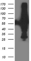 XPNPEP3 Antibody