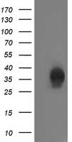 CXorf26 Antibody