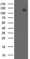 XPF Antibody