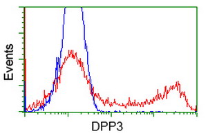 DPP3 Antibody