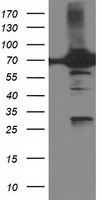 DPP3 Antibody