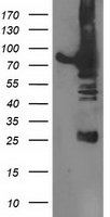 DPP3 Antibody