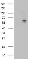Aldehyde dehydrogenase 10 Antibody