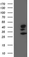 TRAP alpha Antibody