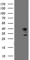 TRAP alpha Antibody