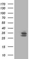 TRAP alpha Antibody