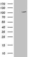 XPF Antibody