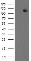 ERCC4 Antibody