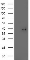 TOMM34 Antibody