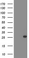 C1orf50 Antibody