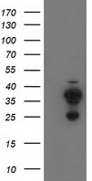 CYB5R2 Antibody