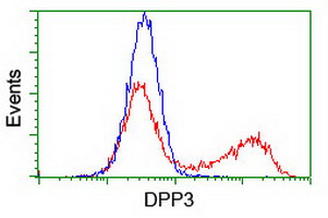 DPP3 Antibody