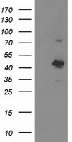 OBFC1 Antibody