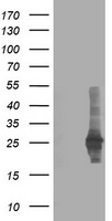 CXorf26 Antibody