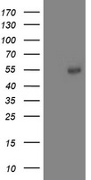 Aminoacylase 1 Antibody