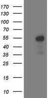Aminoacylase 1 Antibody