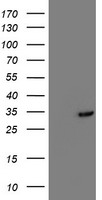 TOMM34 Antibody