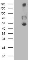 CARKL Antibody