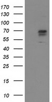 Aldehyde dehydrogenase 10 Antibody