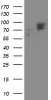 Aldehyde dehydrogenase 10 Antibody