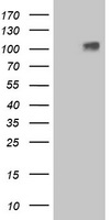 GPR48 Antibody