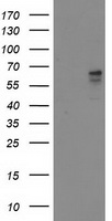 Aldehyde dehydrogenase 10 Antibody
