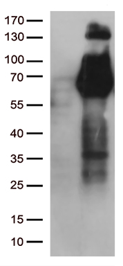 FGFR2 Antibody