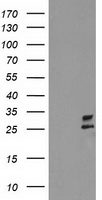 CXorf26 Antibody