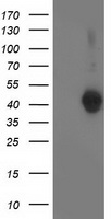 LCMT1 Antibody