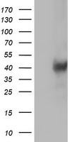 LCMT1 Antibody