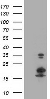 LSM1 Antibody
