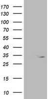 OXNAD1 Antibody