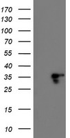 LENG1 Antibody