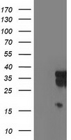 LENG1 Antibody