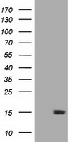 LSM1 Antibody
