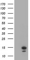LSM1 Antibody