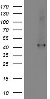 Spermine synthase Antibody