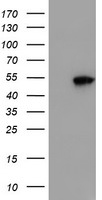 Spermine synthase Antibody
