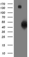 Spermine synthase Antibody