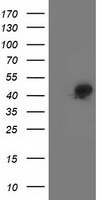 Spermine synthase Antibody