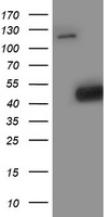 Spermine synthase Antibody