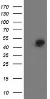 Spermine synthase Antibody