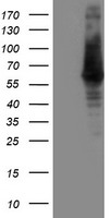 ILVBL Antibody