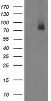 ILVBL Antibody