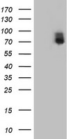 ILVBL Antibody