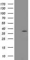 TOMM34 Antibody